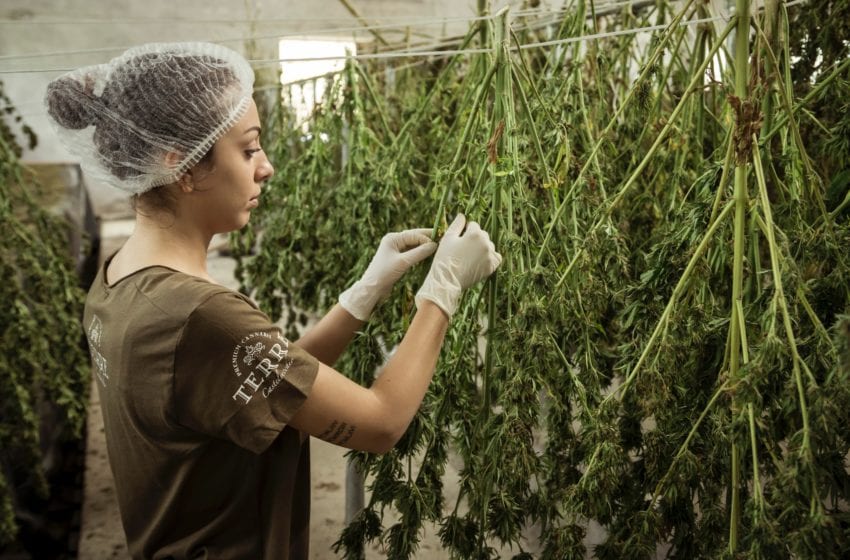  New York Poised to Legalize Recreational Marijuana