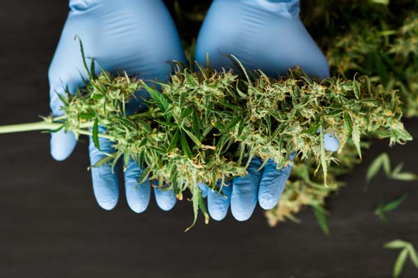  Maryland, Missouri Approve Recreational Marijuana