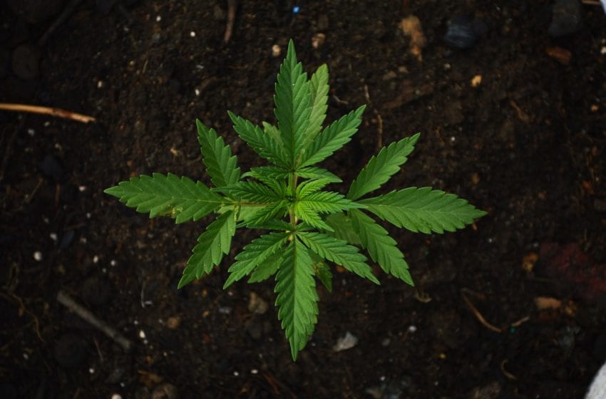  Greenrose Buys 4 Cannabis Companies for $210 Million