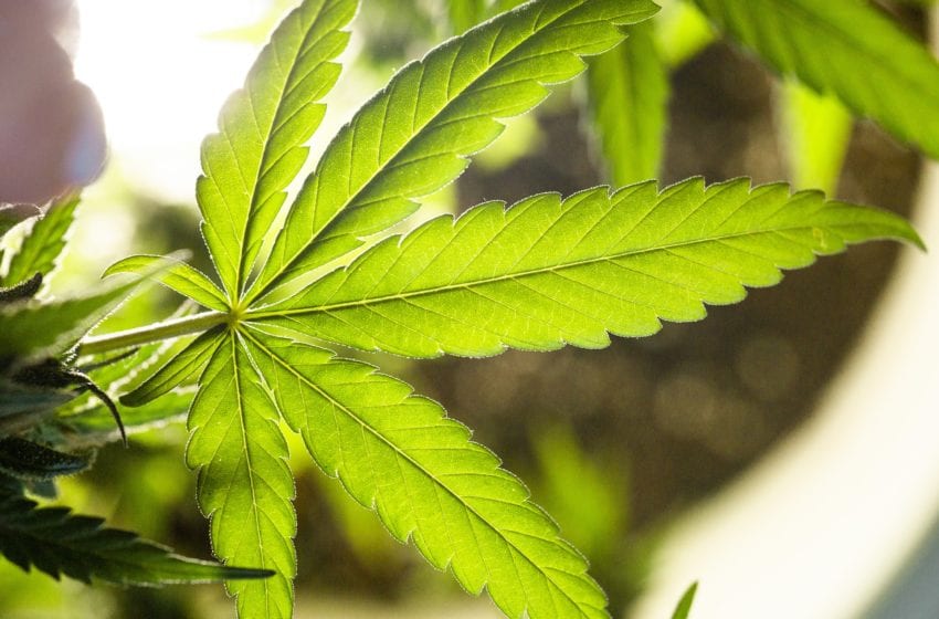  New Mexico Legalizes Marijuana, Expunges Records
