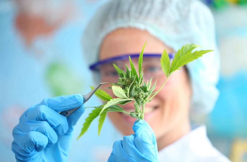  22nd Century has Cannabis Research Breakthrough