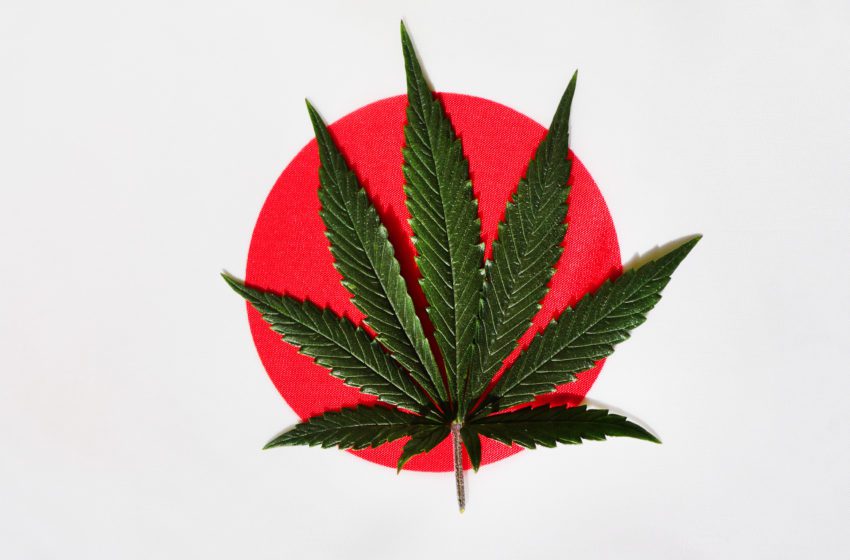  Japan Poised to Allow Medical Marijuana Sales
